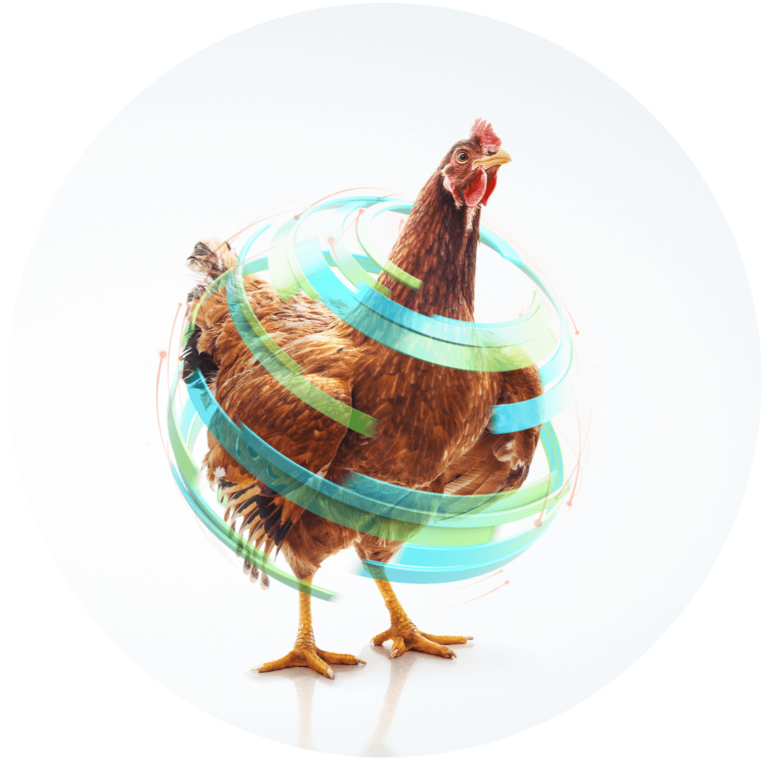 Animal Health - Chicken