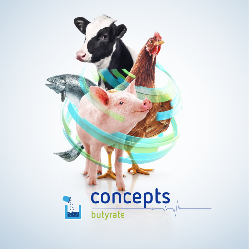 Animal Health concepts of butyrate feed additives - Proviron