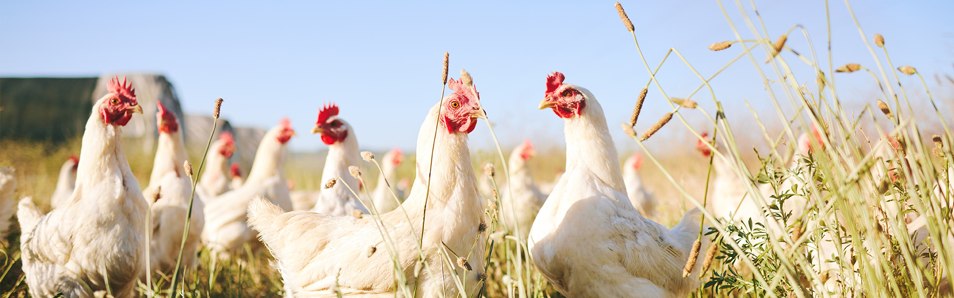 proviron - healthy chickens in nature without antibiotics